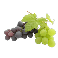 Wein